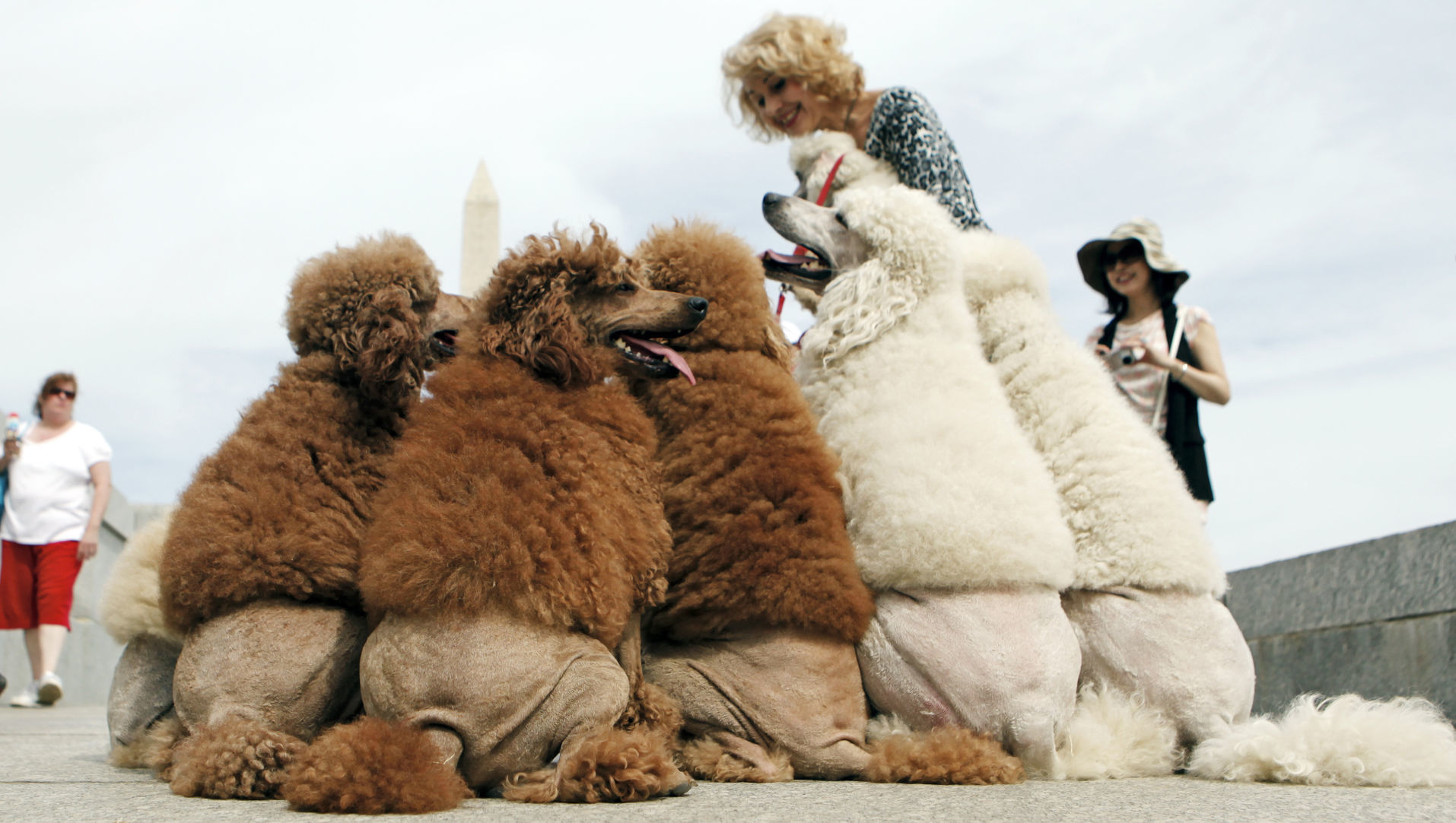 7. Poodles